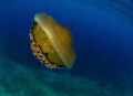   fried egg jellyfish Cotylorhiza tuberculata offers shalter small fishes crabs. crabs  